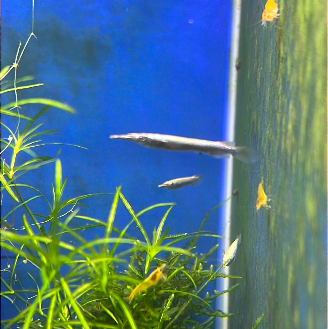 Half Beaks Gold (Dermogenys pusilla)