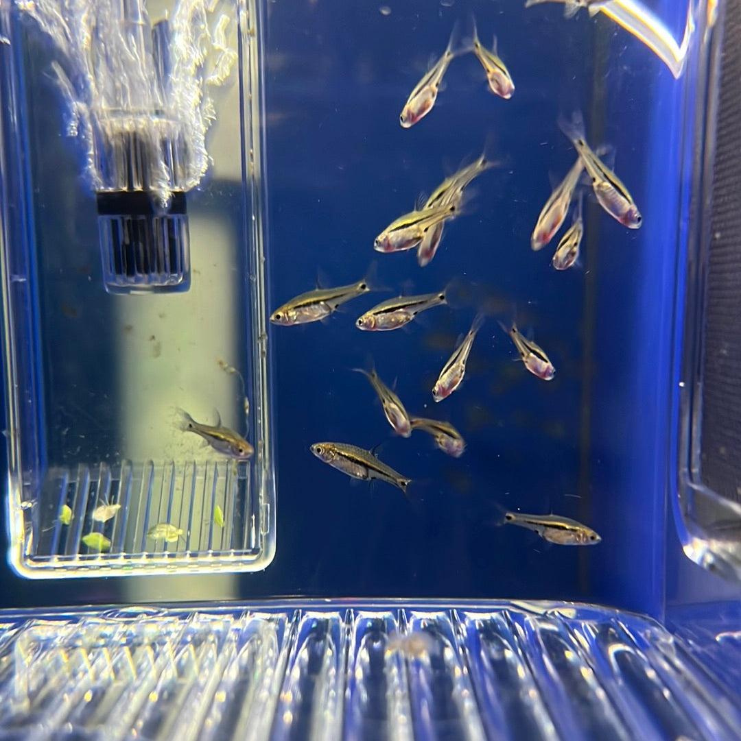 Blue Line Rasbora (Rasbora sarawakensis)