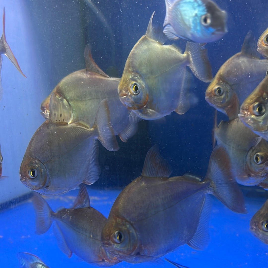 Silver Dollar (Metynnis spp)