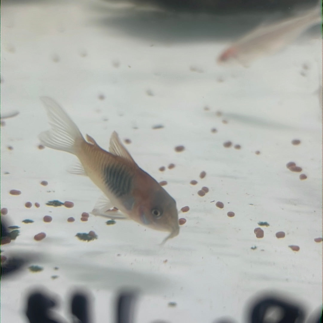 Venezuelan Orange Corydoras (Corydoras aeneus "Venezuela")