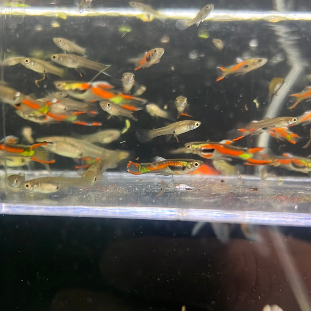 Endler Guppies assorted