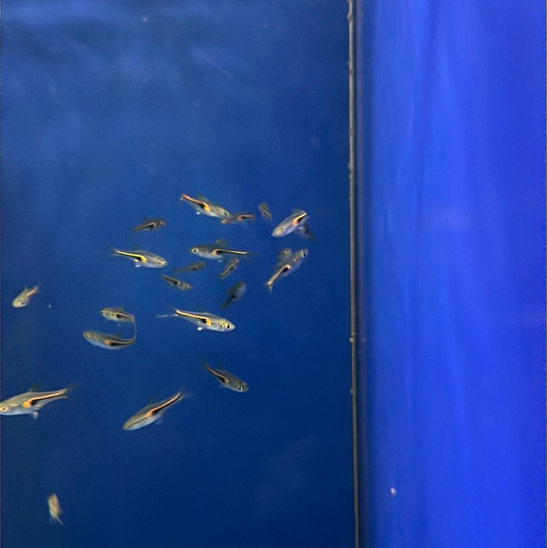 Hengeli Rasbora (Trigonostigma hengeli )