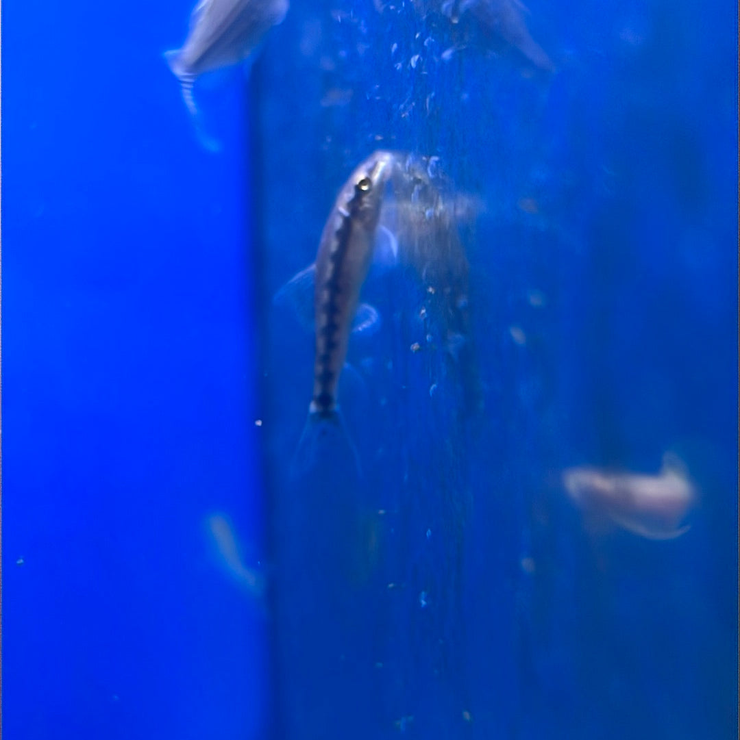 Algae Eater