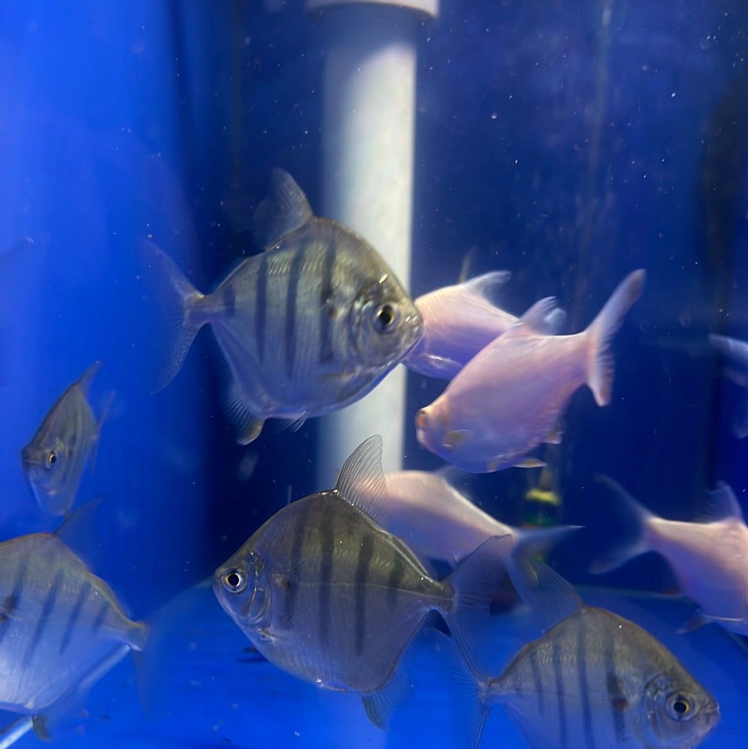 Silver Dollar Striped Rio Capim (Metynnis fasciatus)