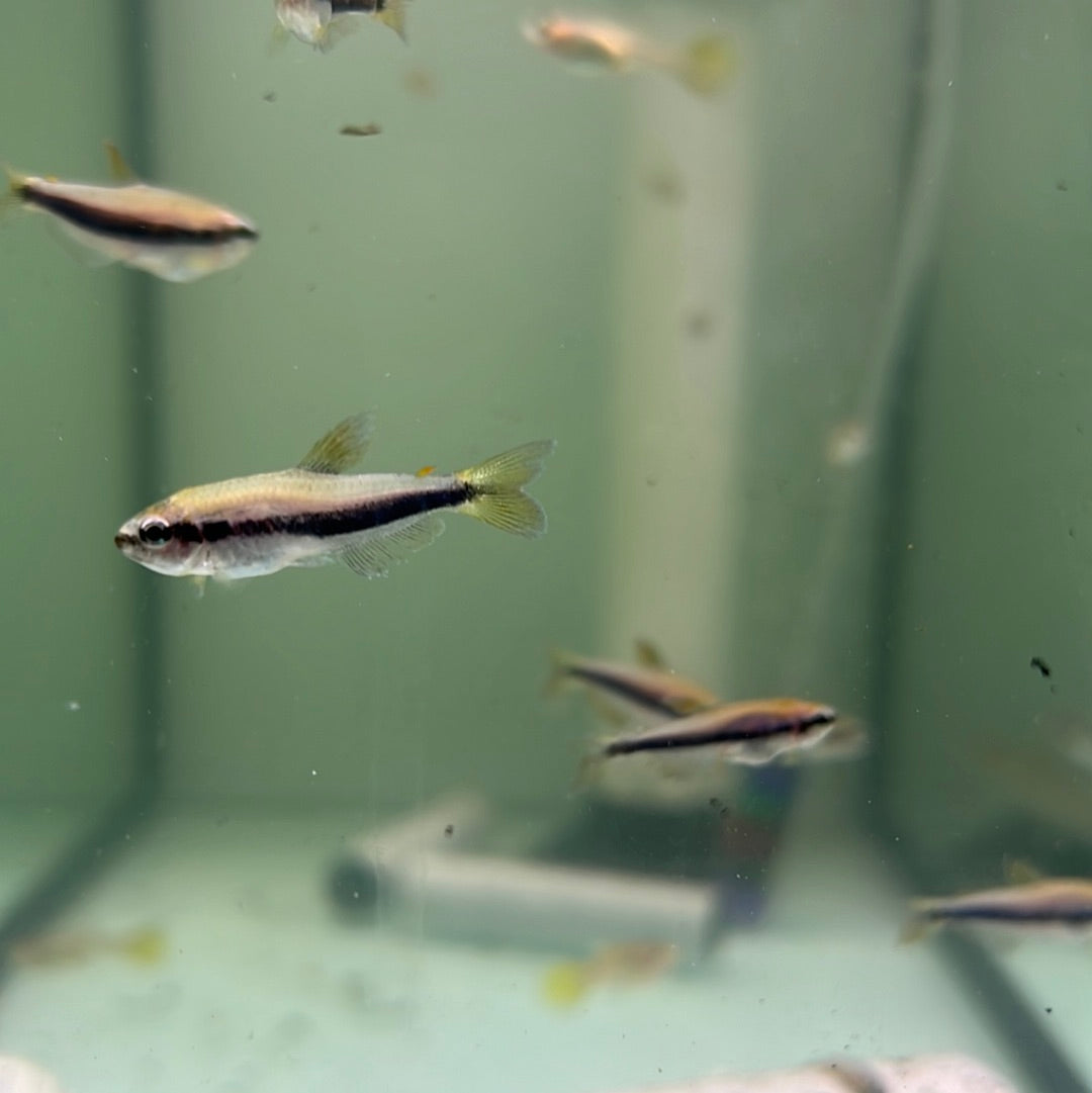 Kerri Tetra /Blue Emperor (Inpaichthys kerri)