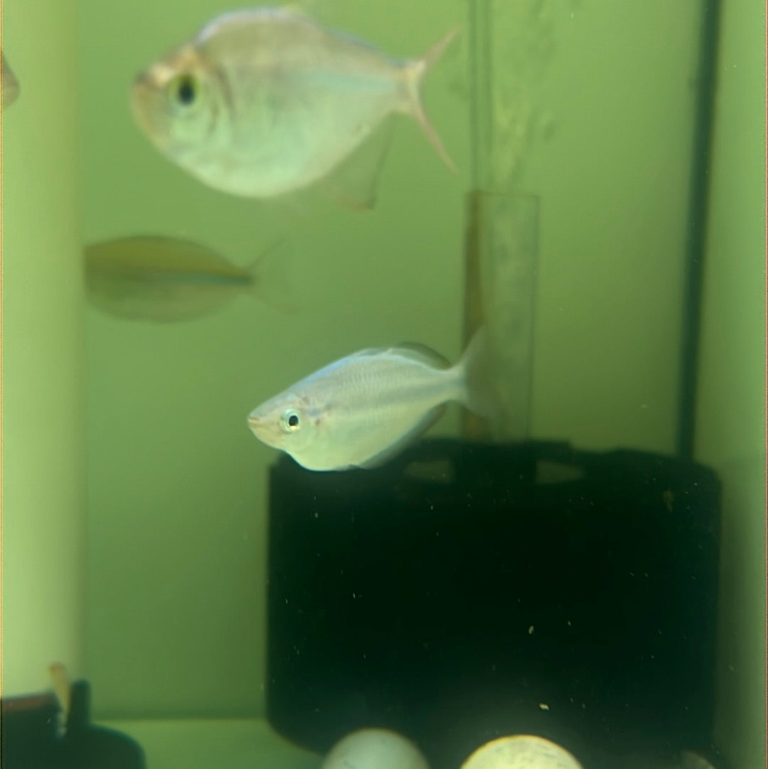 Turquoise Rainbow (Melanotaenia lacustris)