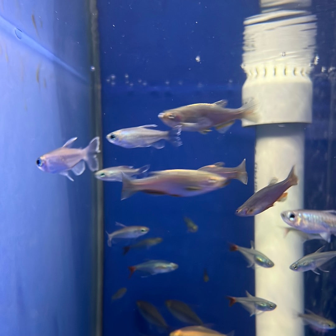 Congo Tetra (Phenacrogrammus interruptus)