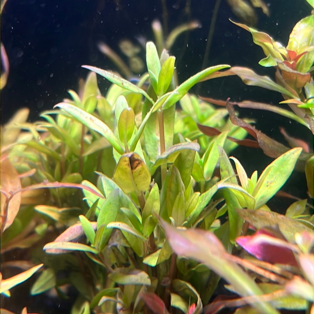 Nesaea Triflora P092