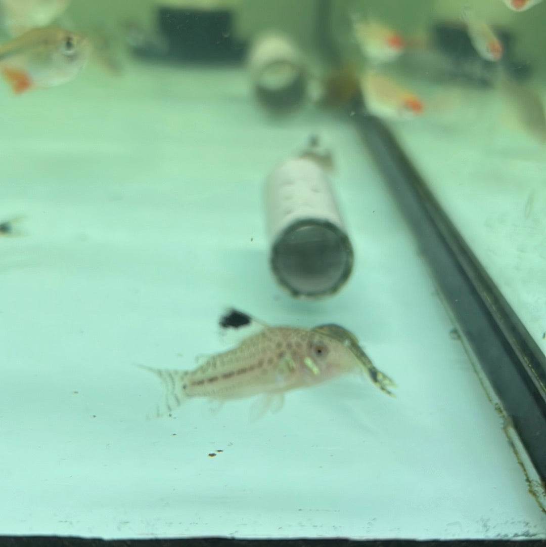 Leopard Corydoras (Corydoras Leopardus)