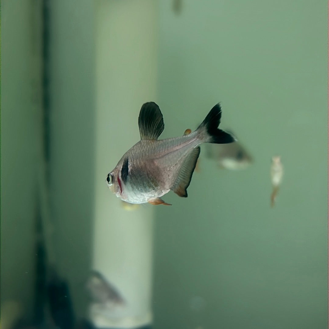 Black Phantom Tetra (Hyphessobrycon megalopterus)