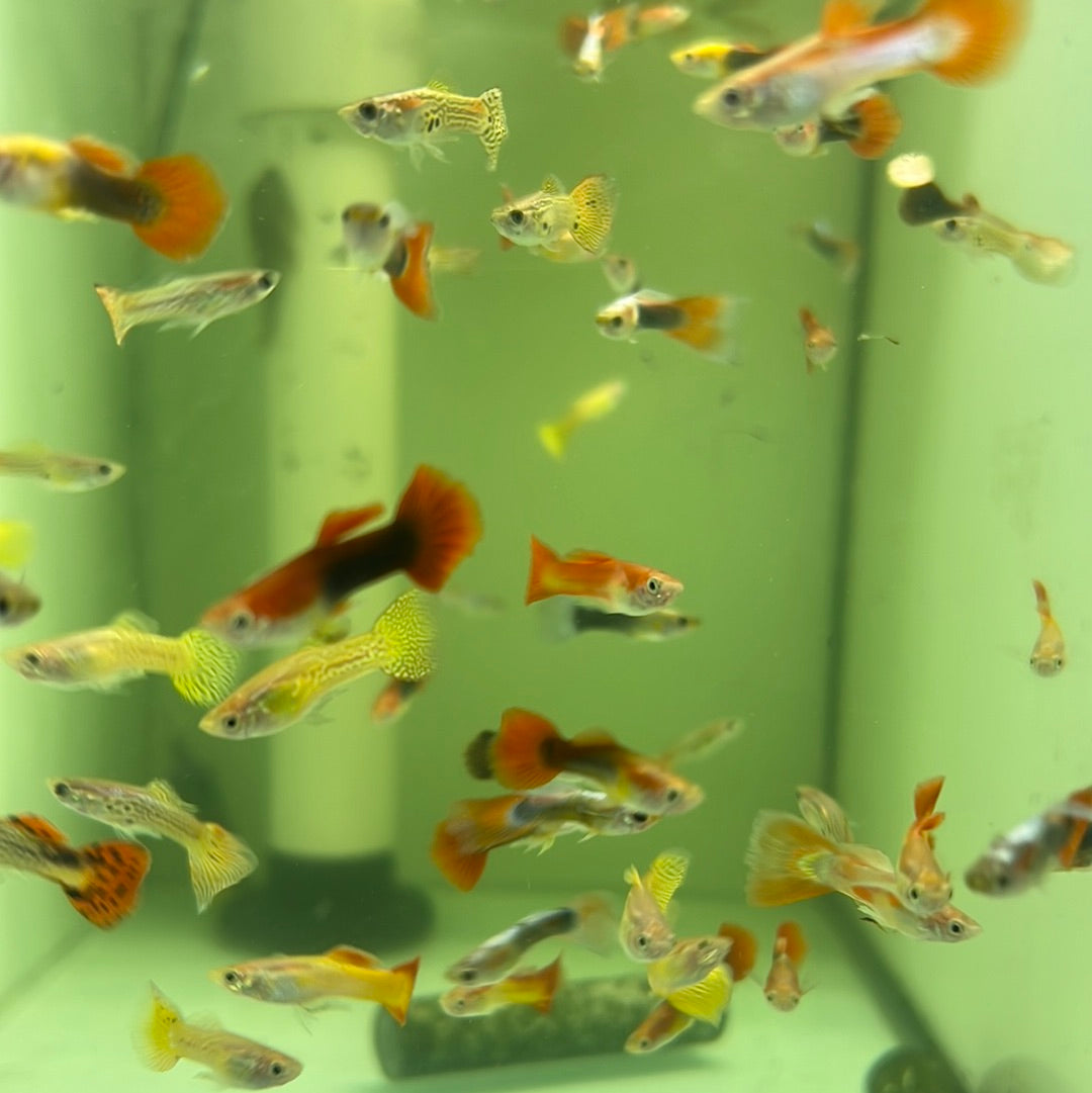 Assorted Guppies (Poecilia reticulata)