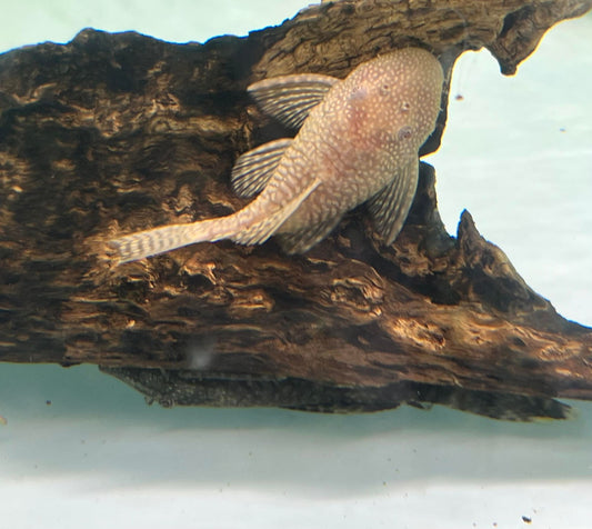 Albino Bristlenose (Ancistrus Albino)