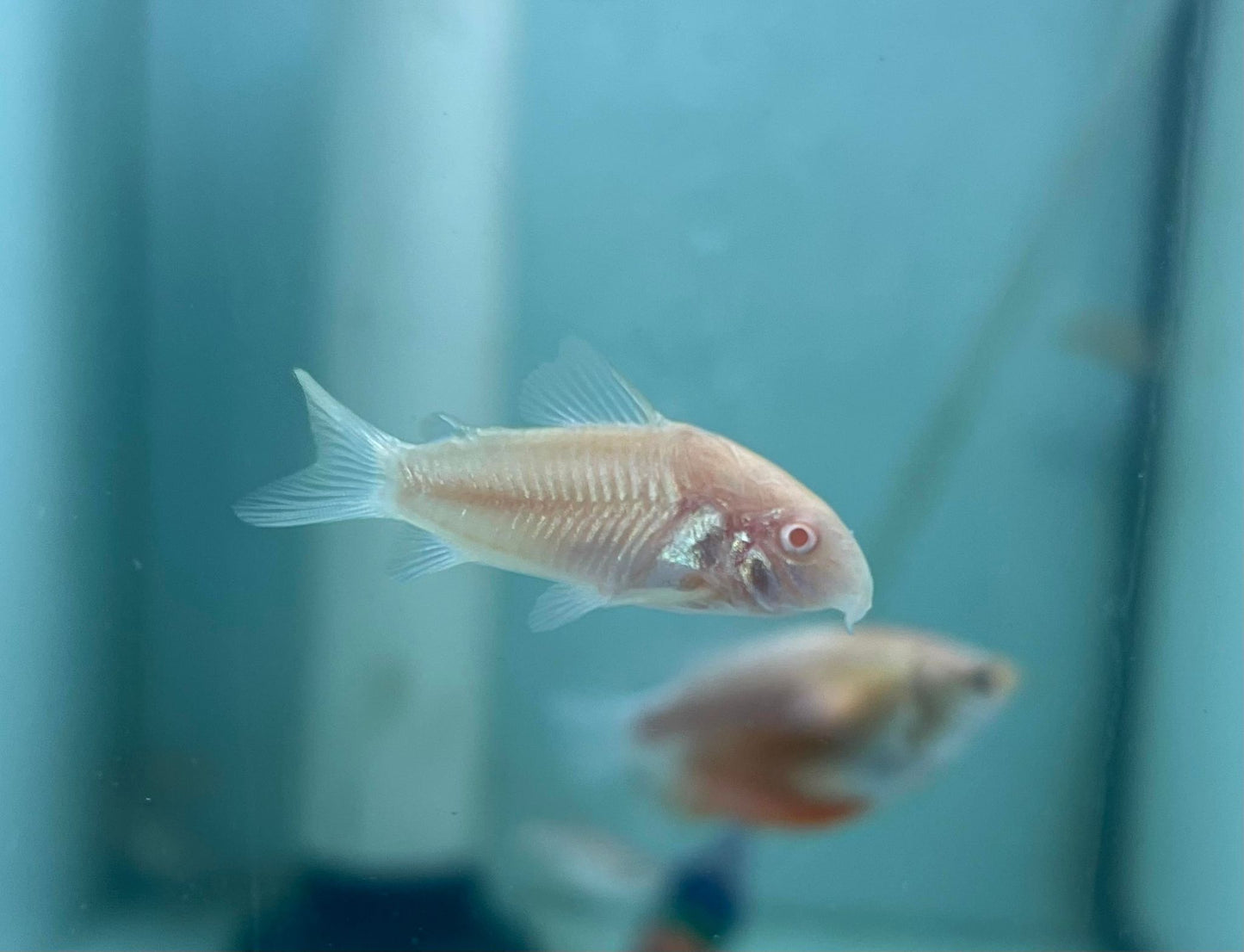 Albino Corydoras (Corydoras aeneus)