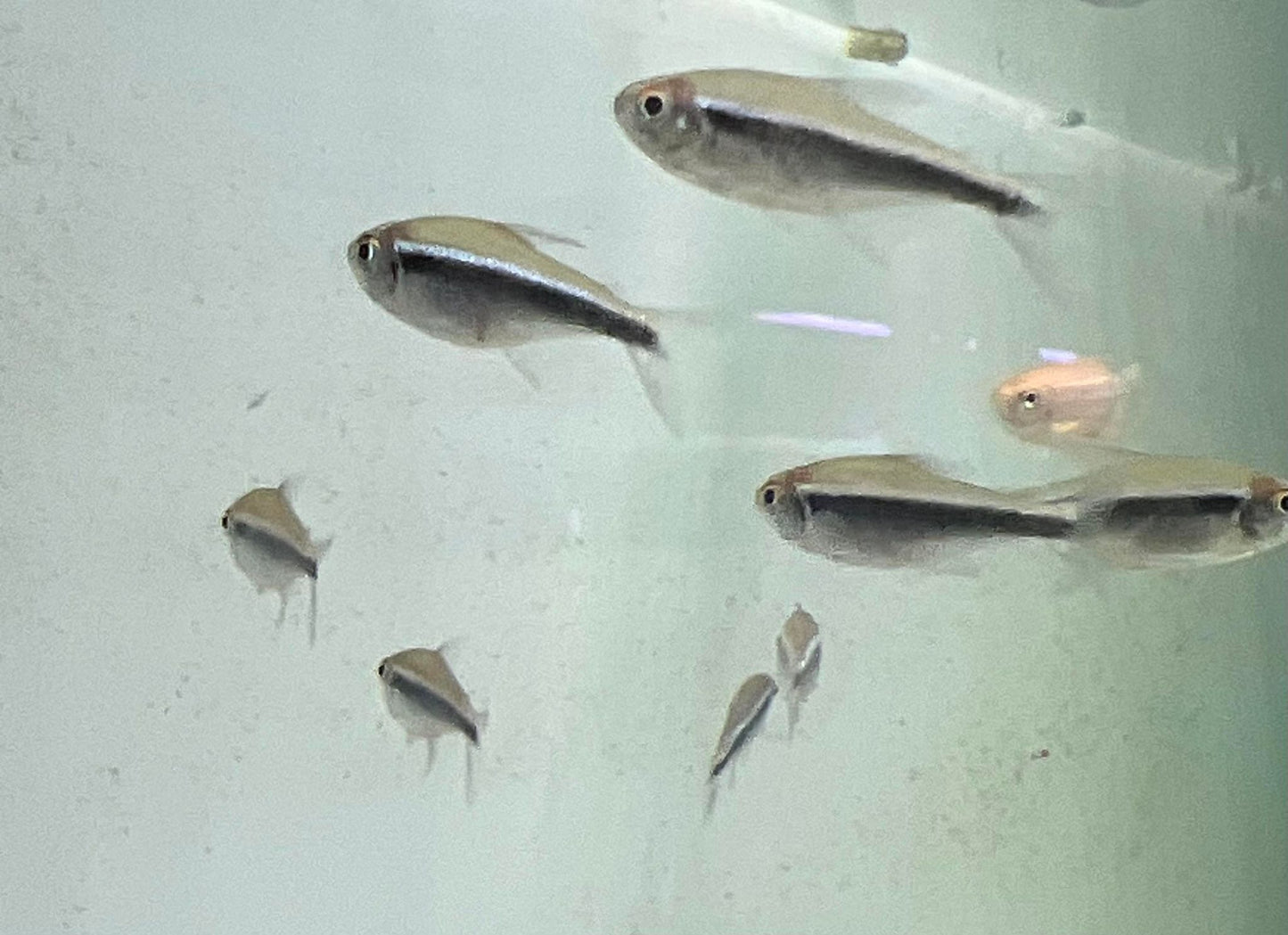 Black Neon Tetra (Hyphessobrycon herbertaxelrodi)