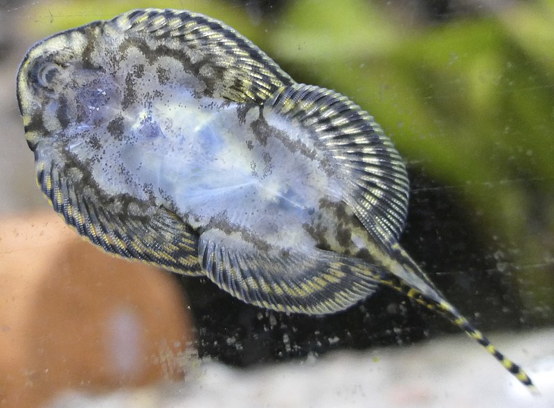 Borneo Sucker (Pseudogastromyzon myersi)