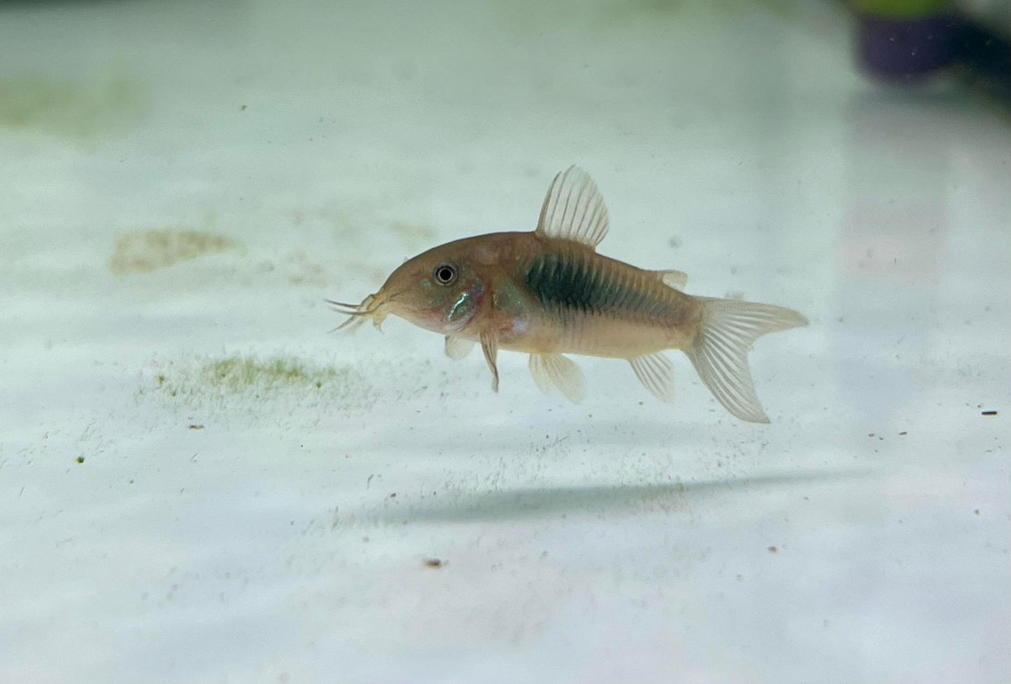 Bronze Corydoras (Corydoras aeneus)