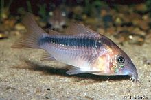 Rabauti Corydoras (Corydoras rabauti)