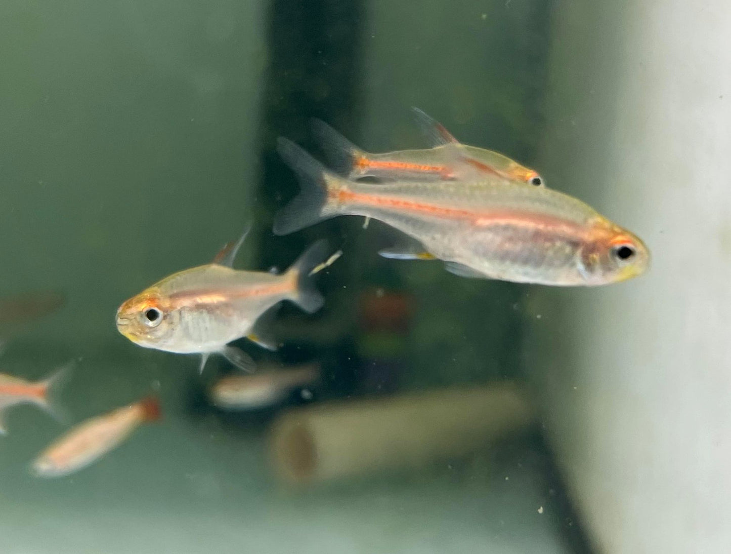 Glo Light Tetra (Hemigrammus erythrozonus)