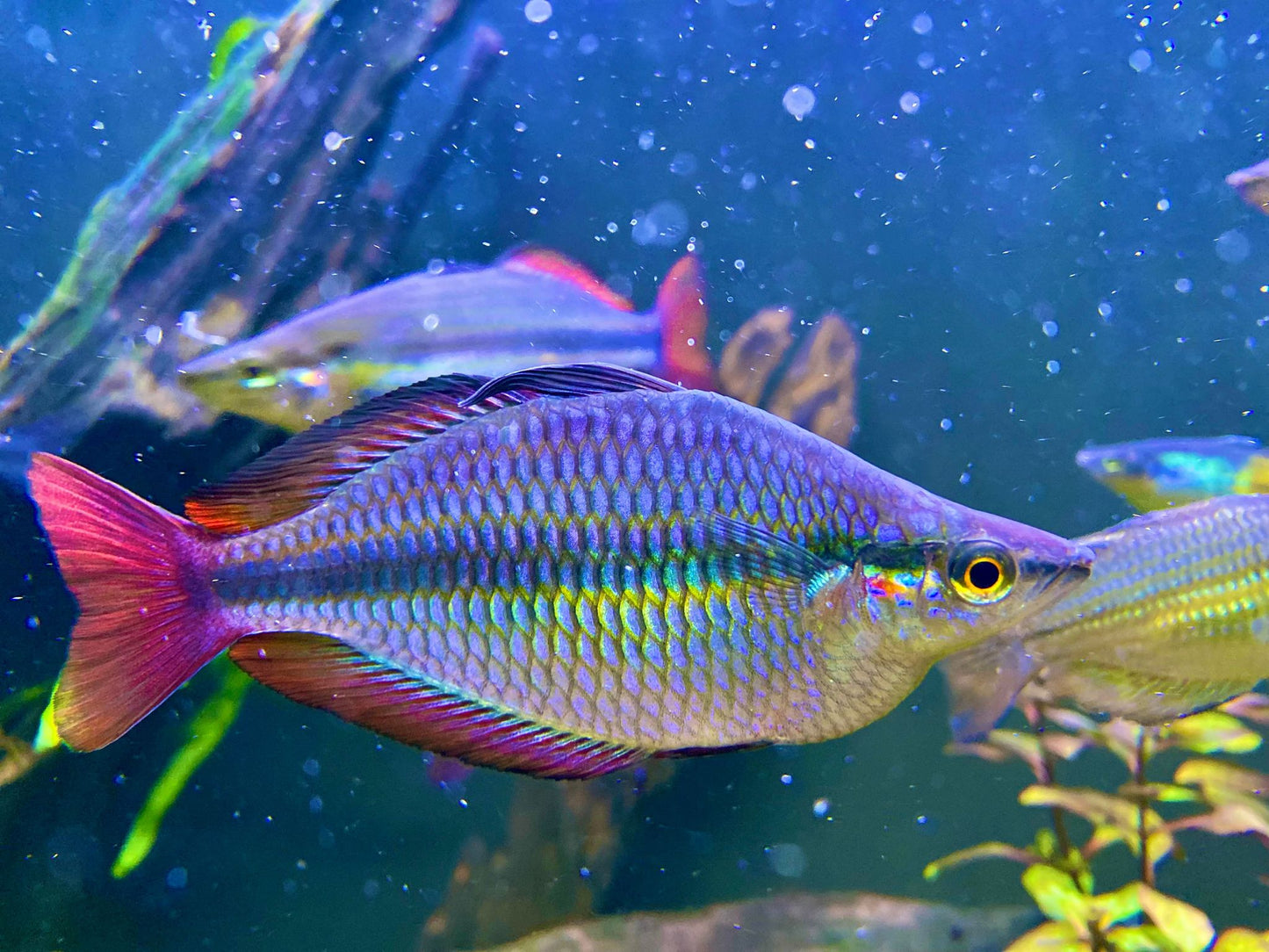Habgood River Rainbow