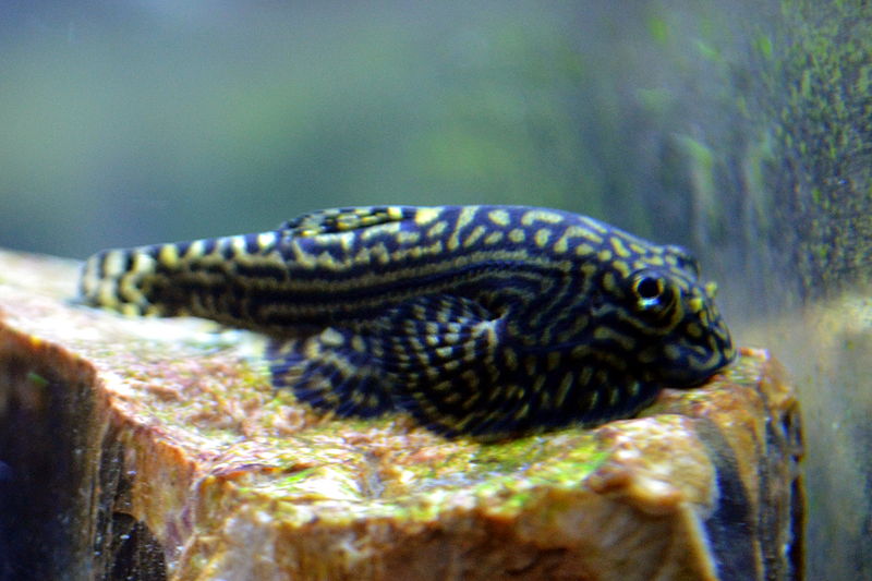 Striped Borneo Sucker