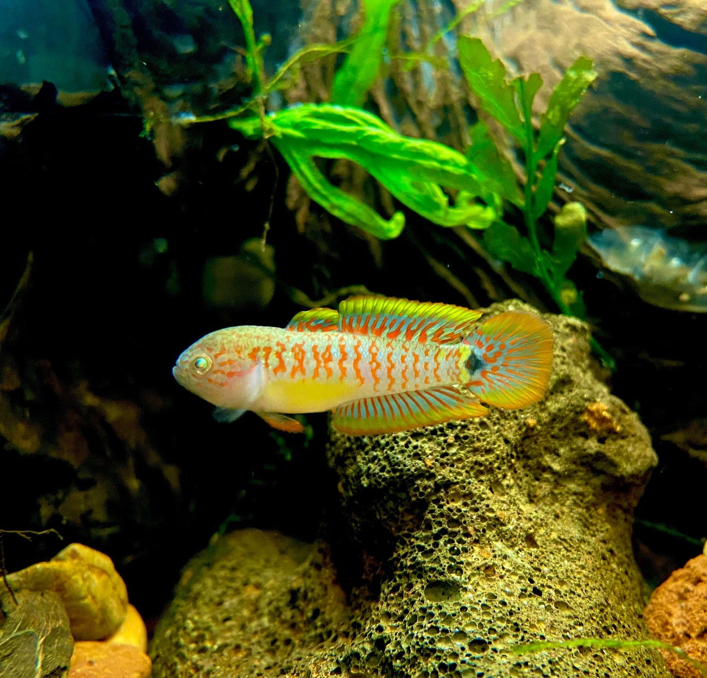 Peacock Gudgeon (Tateurndina ocellicauda )