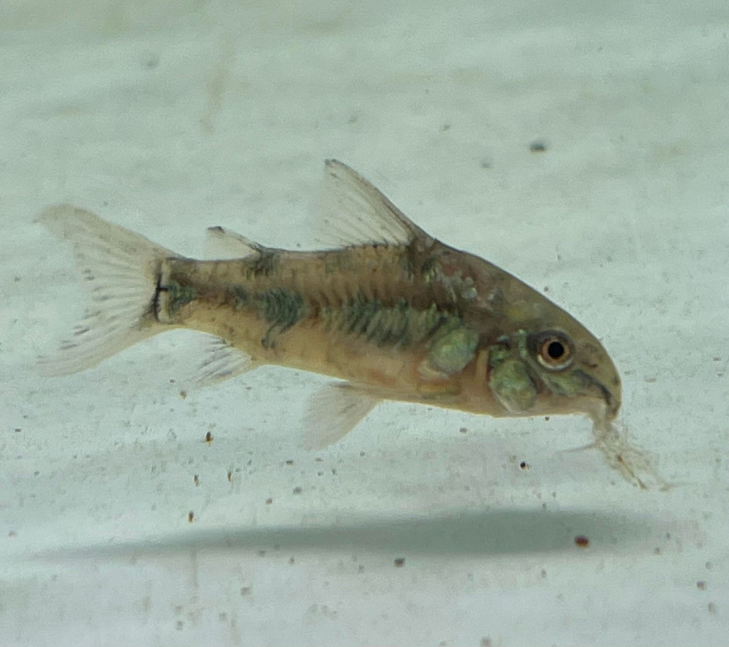 Peppered Corydoras (Corydoras paleatus)