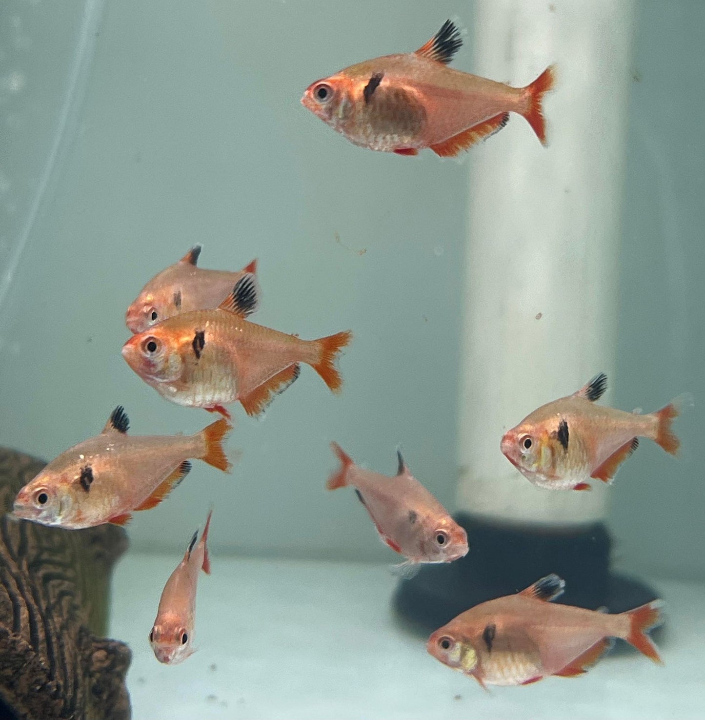 Serpae Tetra (Hyphessobrycon eques)