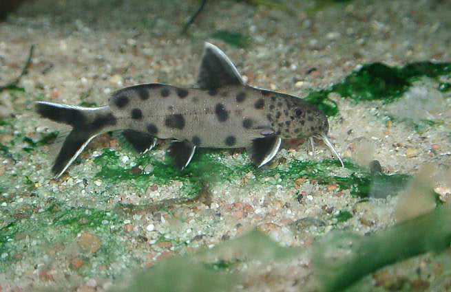 Synodontis Petricola (Synodontis petricola)