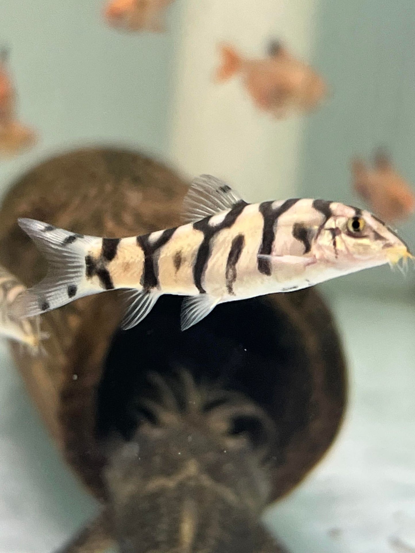 Yoyo Loach (Botia lohachata)