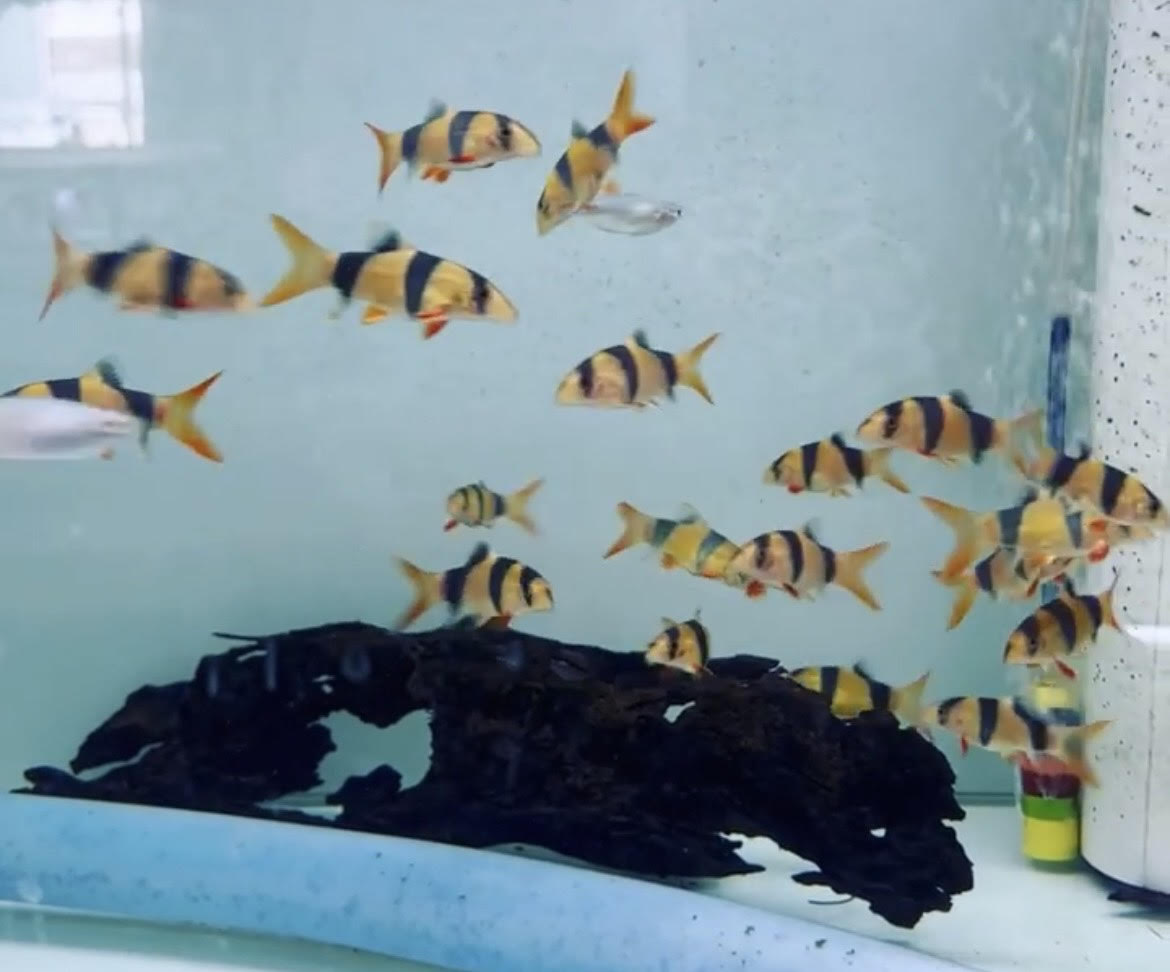 Clown Loach (Chromobotia macracanthus)