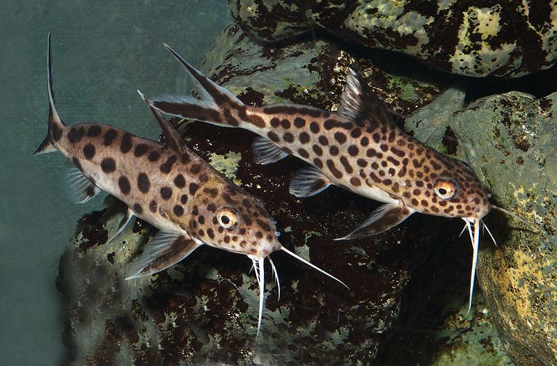 Synodontis Multipunctatus /Cockoo Cats (Synodontis multipunctatus)