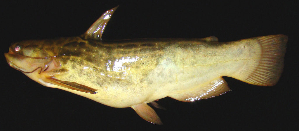 Driftwood Catfish