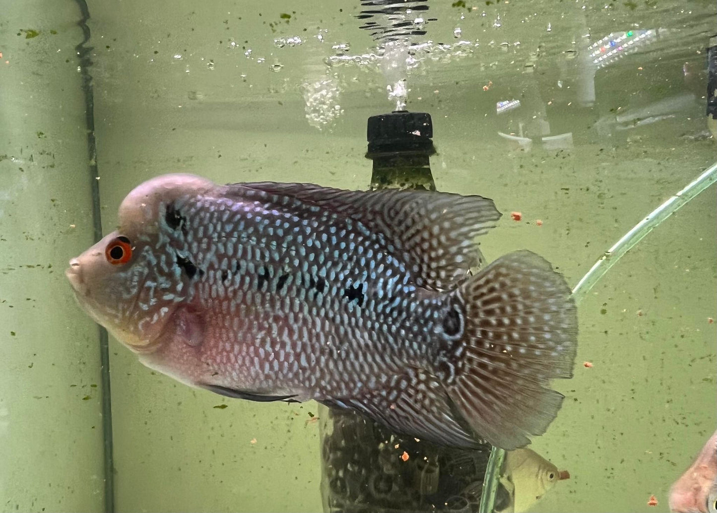 Flower Horn (Red Dragon)