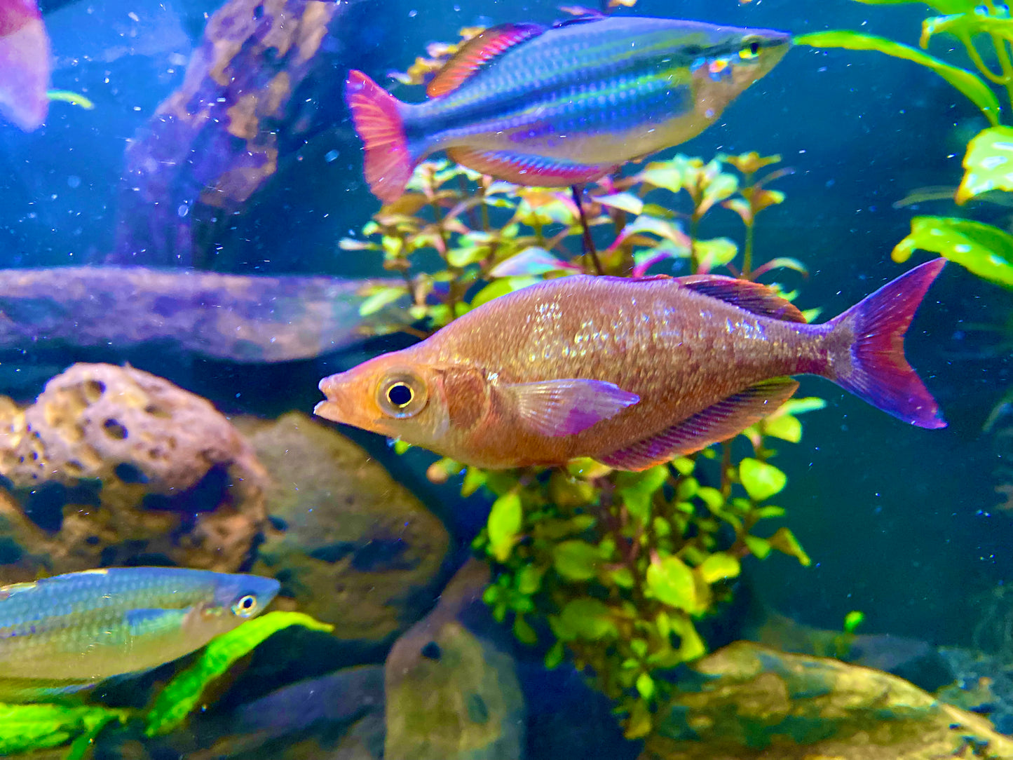 Red Rainbow (Glossolepis Incisus)