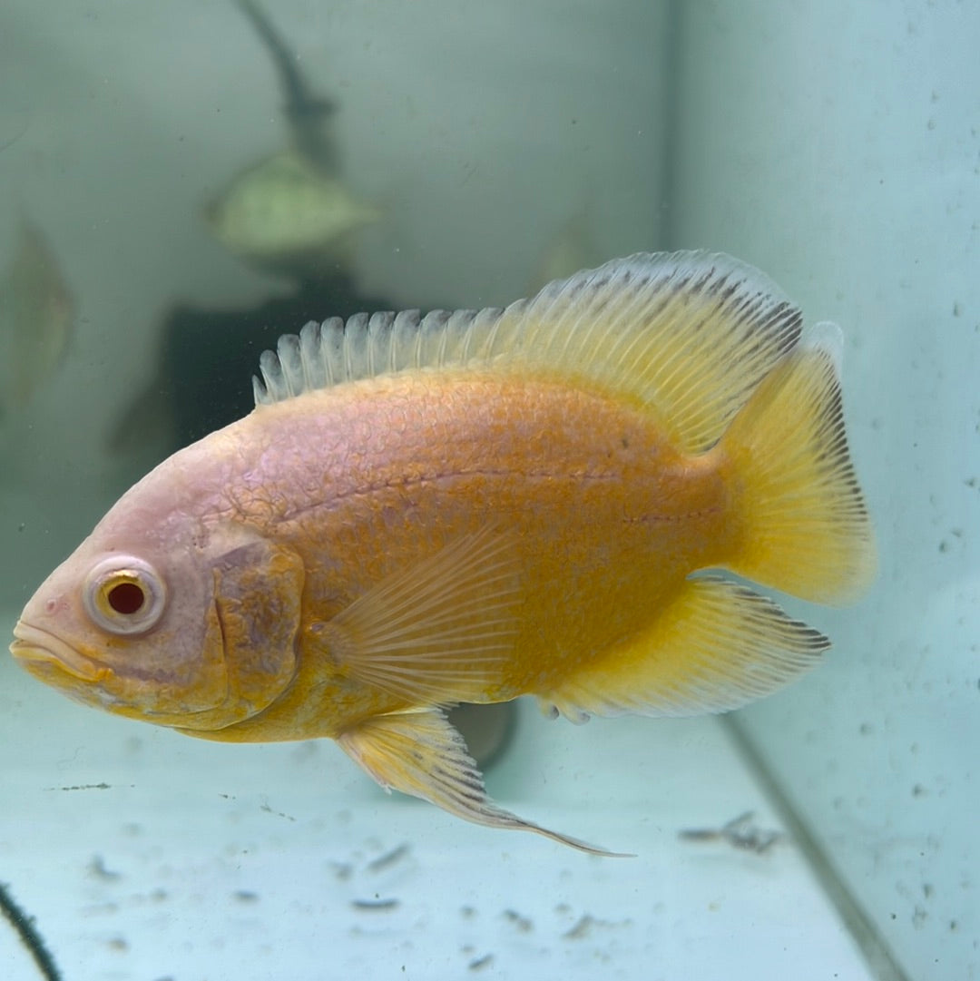 Yellow Lemon Oscar red eye (Astronotus ocellatus)