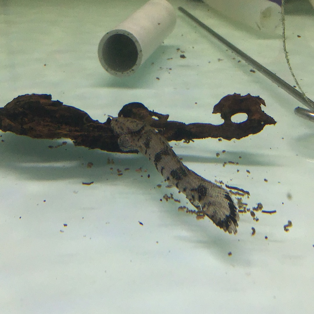 Tiger Bichir (Polypterus Endlicheri)