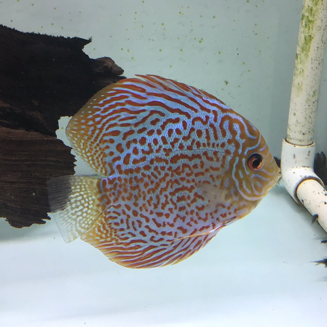 Spotted Leopard Discus (Symphysodon sp.)
