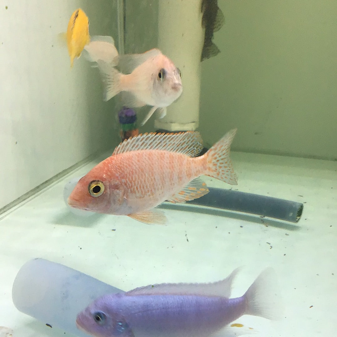 Dragon Blood Peacock