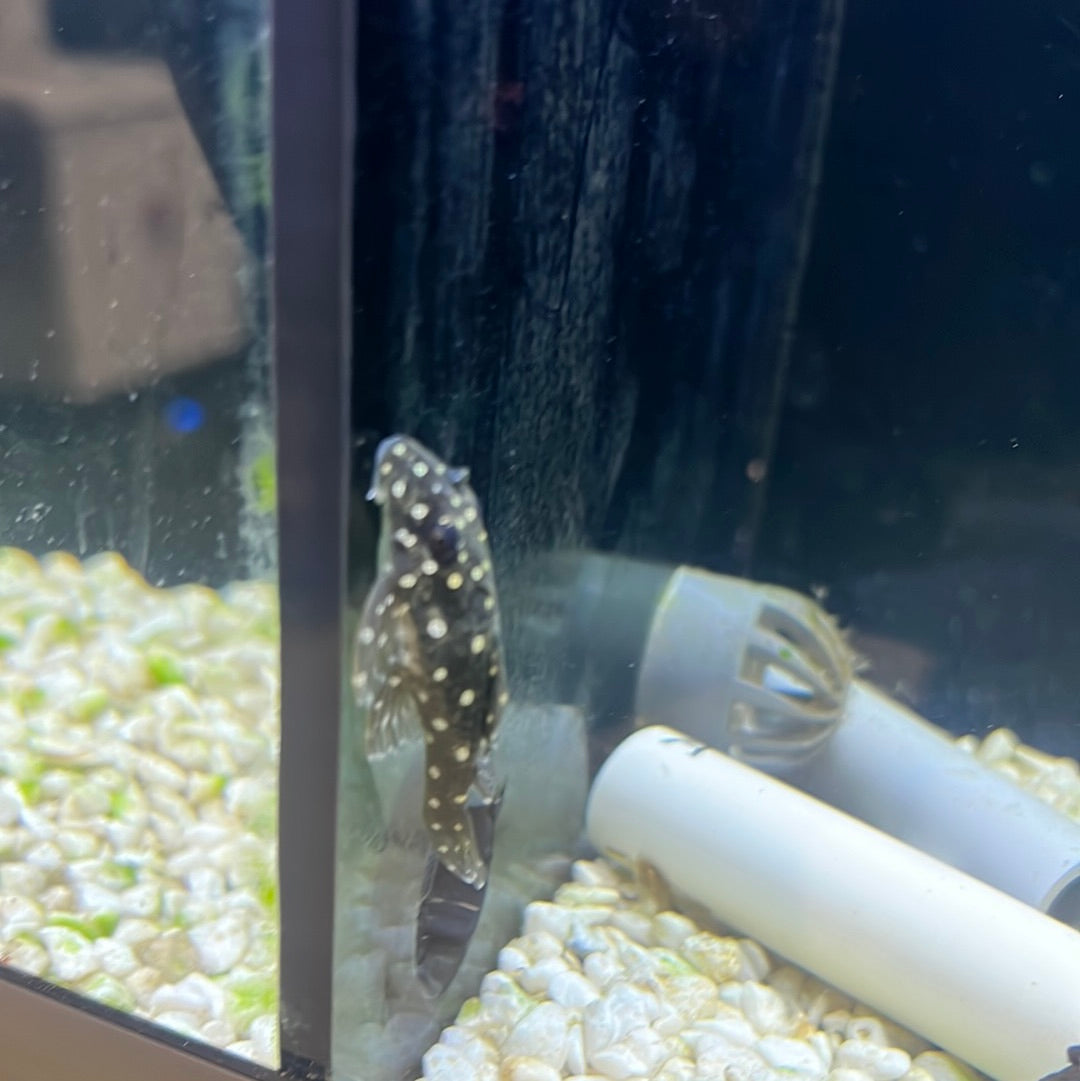 L201 Snowball Pleco (Hypancistrus sp.)