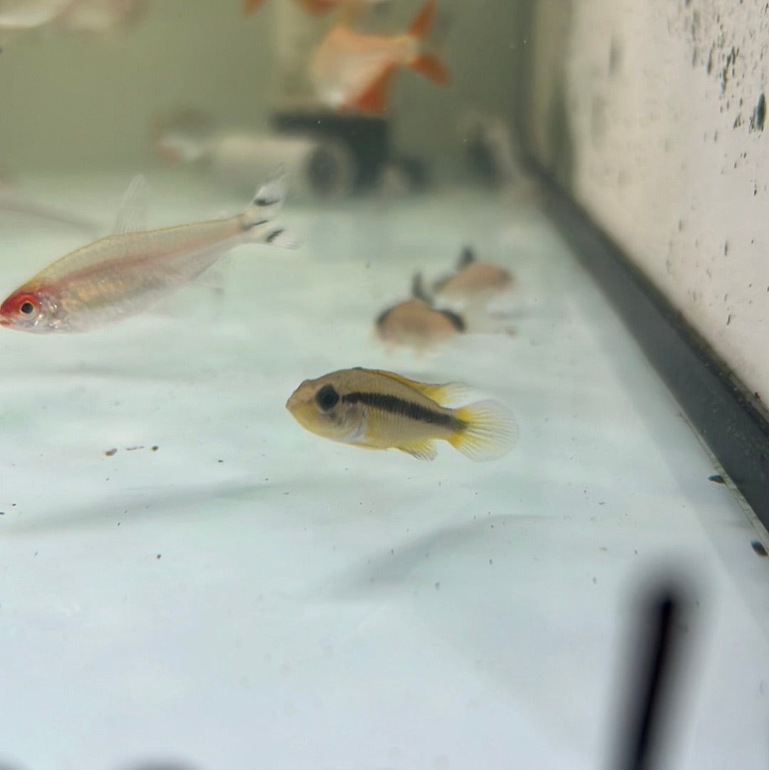 Apistogramma Agassizii Fire Gold (Apistogramma cf. agassizii Fire Gold)