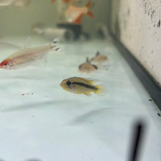 Apistogramma Agassizii Fire Gold (Apistogramma cf. agassizii Fire Gold)