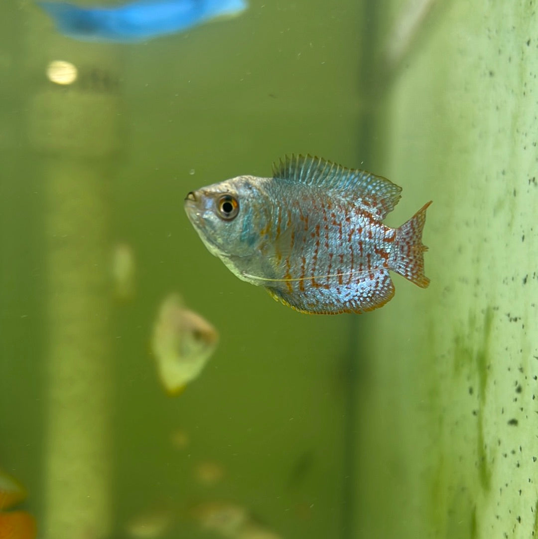 Neon Blue Dwarf Gourami (Trichogaster lalia)