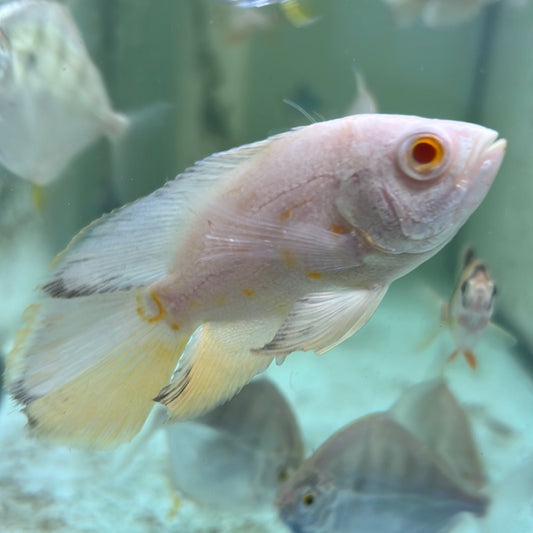 Albino Long-fin Oscar (Astronotus ocellatus)