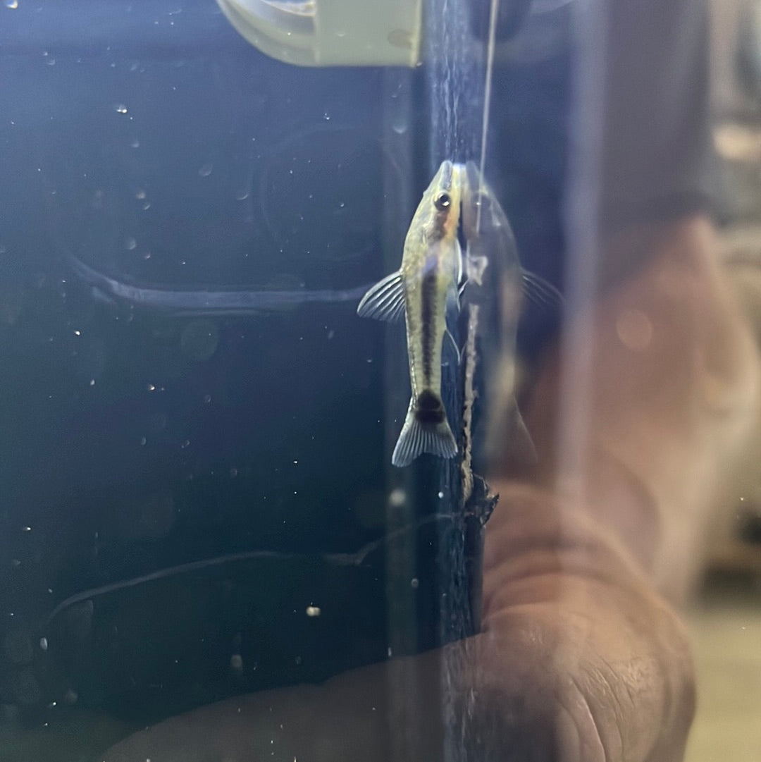 Otocinclus Catfish