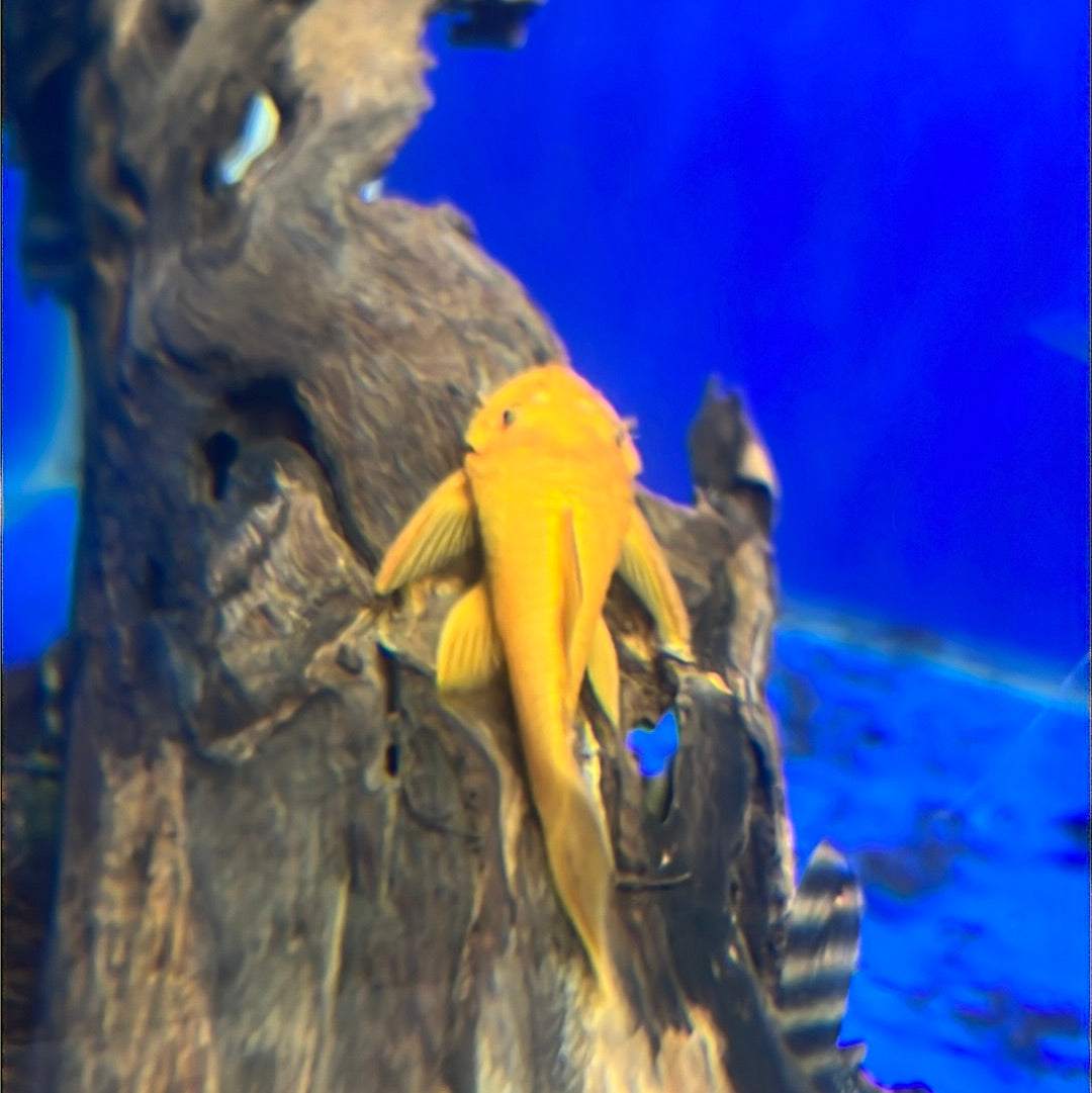 Super Red Bristlenose