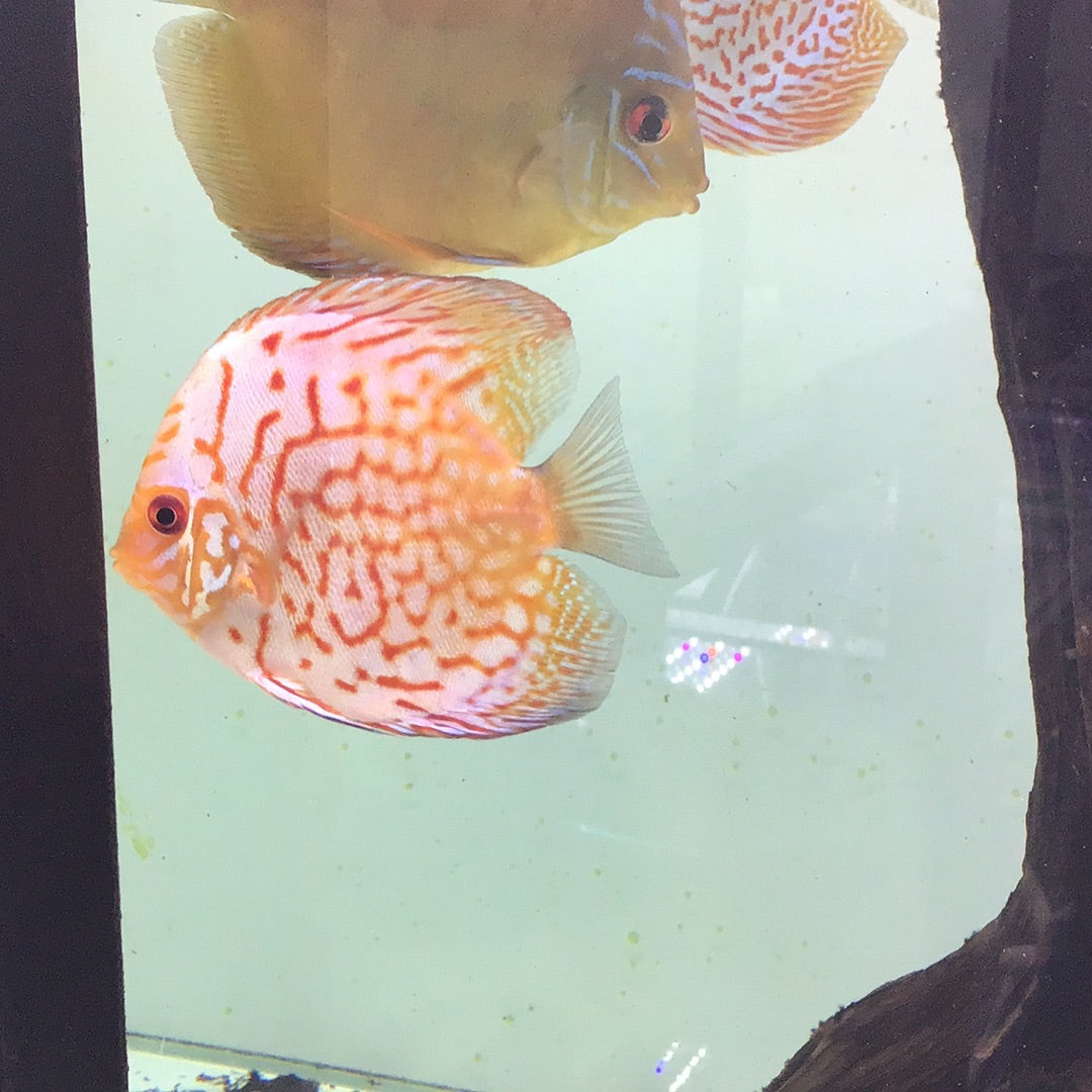 Flora Pigeon Discus (Symphysodon sp.)