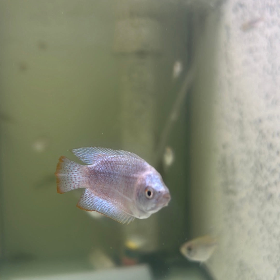 Blue Coral Dwarf Gourami (Trichogaster lalia)