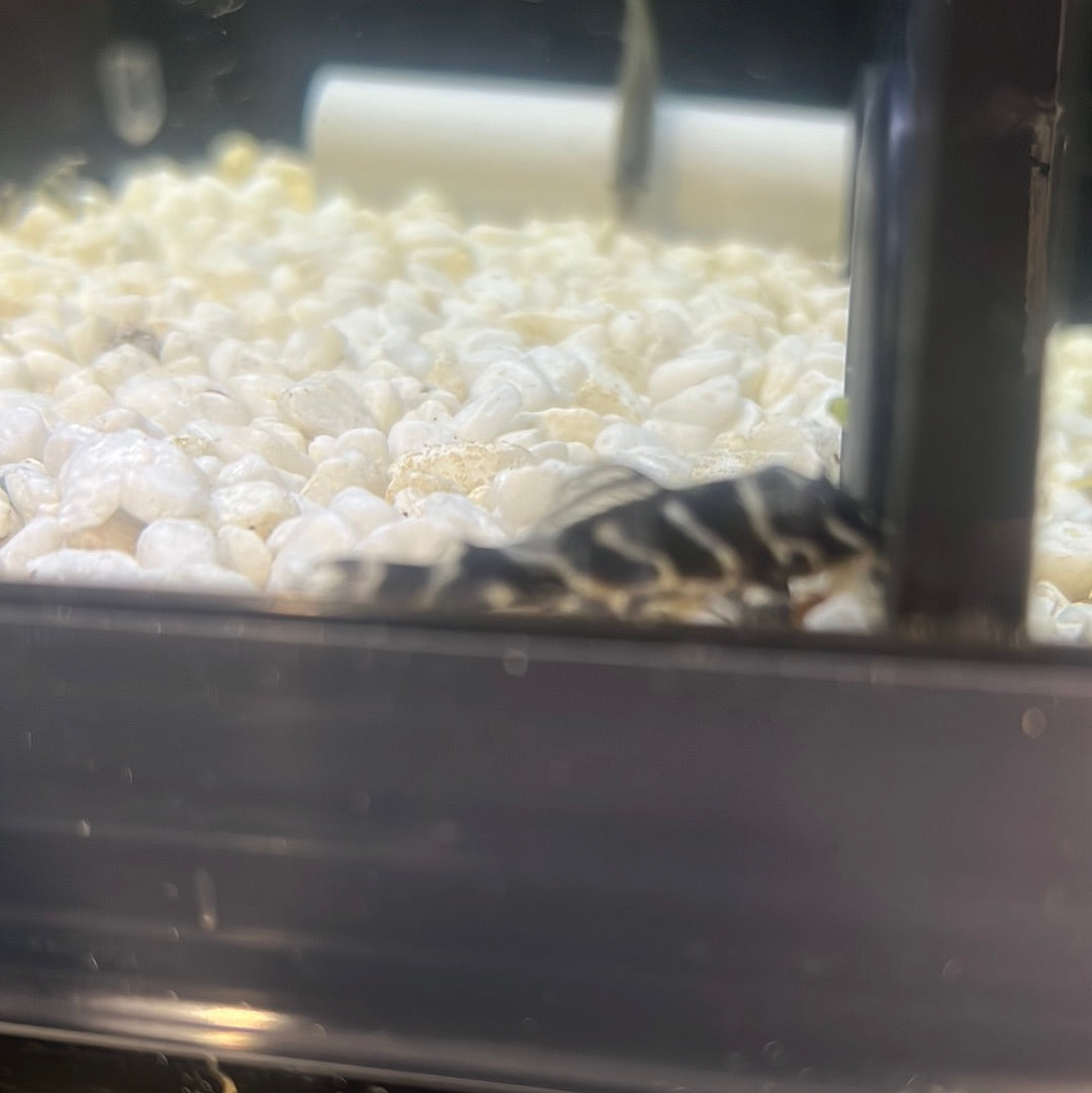 L333 King Tiger Pleco (Hypancistrus sp)