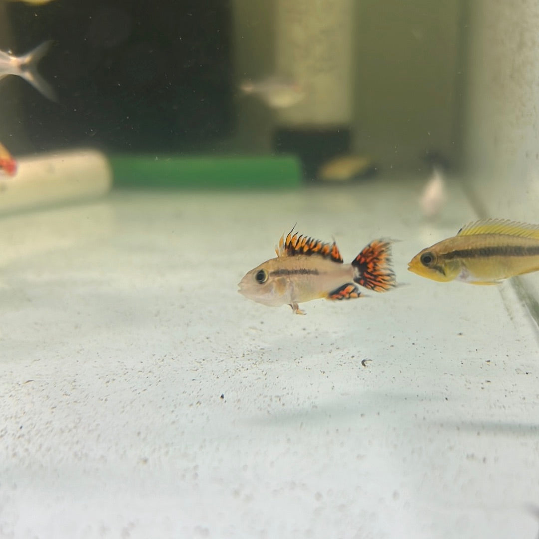 Apistogramma cacatuodes double red (Apistogramma cacatuoides)