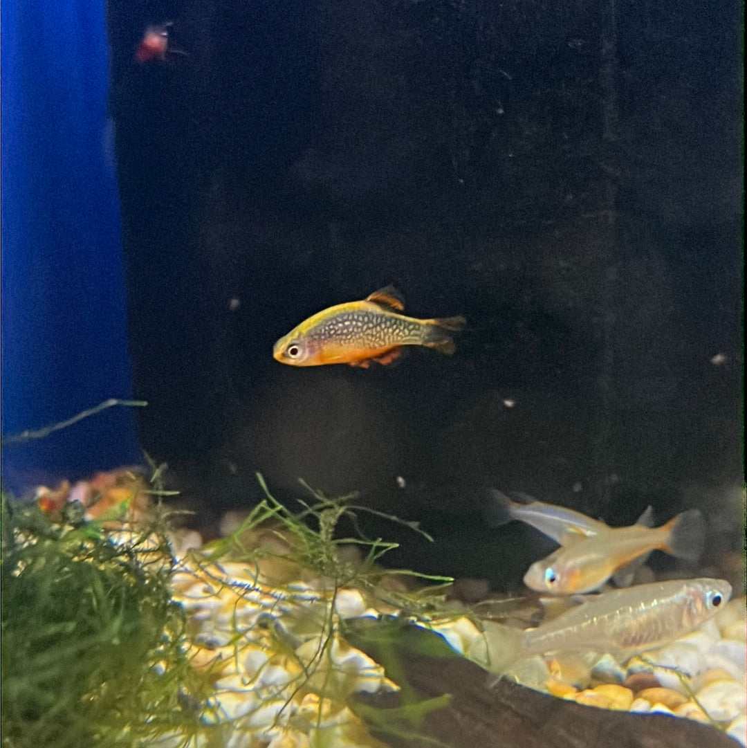 Celestial Pearl Danio / Galaxy Rasbora - CPD